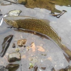 九頭竜川水系でイワナ釣り